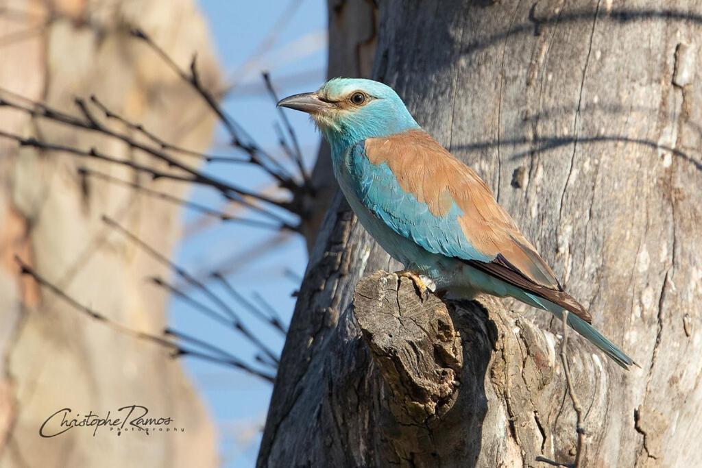 L'oiseau Bleu FLAMANT Roubia Extérieur photo